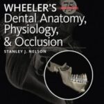 Download Wheeler’s Dental Anatomy Physiology and Occlusion 10th Edition PDF Free