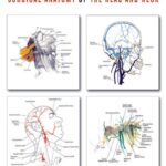 Surgical Anatomy of the Head and Neck 1st Edition PDF