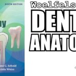 Download Woelfels Dental Anatomy 9th Edition PDF Free